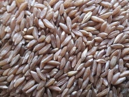 Fresh Organic Dicoccum Wheat