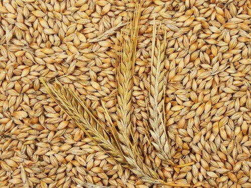 High Quality Barley