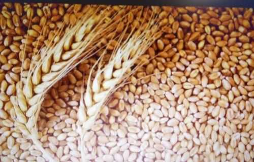 High Quality Grains Wheat