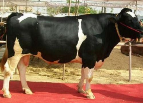 Indian Hf Bull