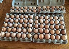 Brown/ Country Hen Eggs