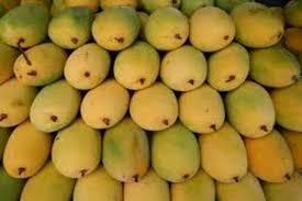 Fresh And Healthy Kesar Mango