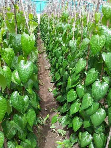 Fresh Betel Leaf Oil