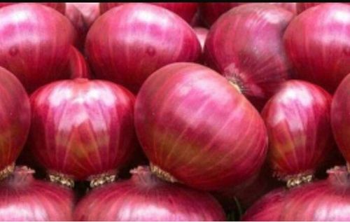 Medium Size Fresh Red Onions