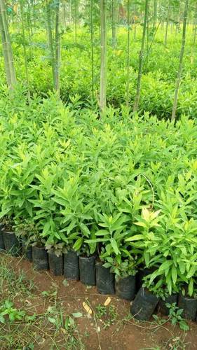 White Sandal Wood Plants - Various Heights Available | Affordable Pricing and High Demand