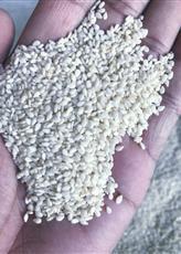 Indian Sesame Seeds (Hulled)