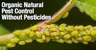 Organic Pesticide