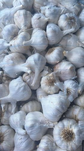 Export Quality Fresh Garlic