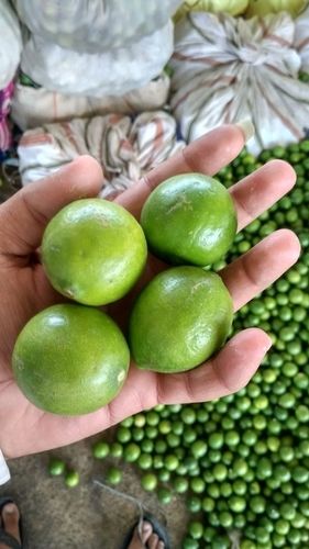 Export Quality Green Lemons