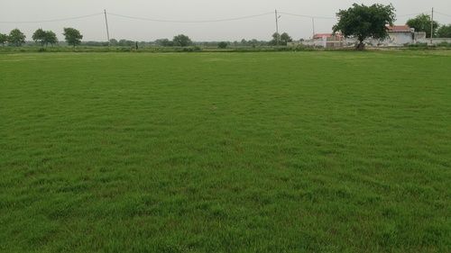 Fine Sheen With Best Quality Grass 