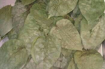 Natural Dried Betel Leaf