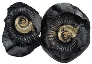 Quality Shaligram Stone