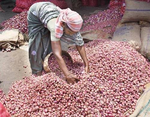 Small Fresh Red Onion