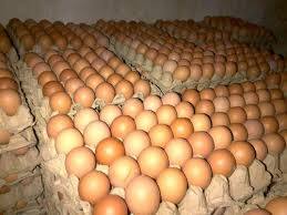 Organic Country Hen Egg