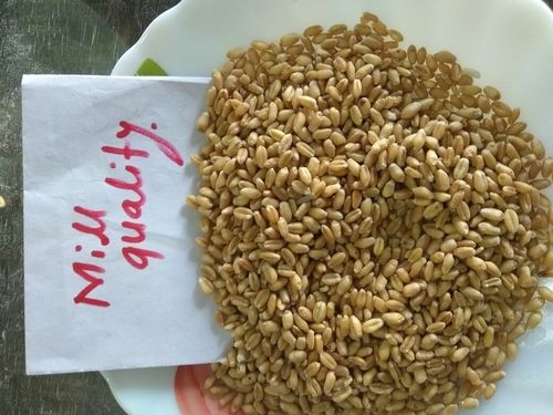 Exclusive Fresh Raw Wheat