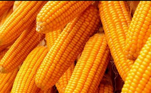 High Quality Fresh Yellow Maize