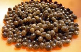 High Quality Papaya Seeds 