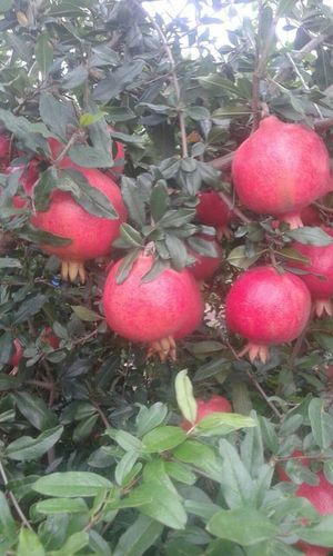  Fresh Organic Tasty Pomegranate 