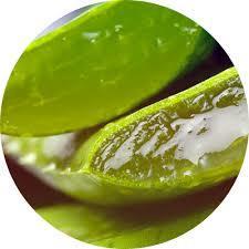 Fresh Aloe Vera Gel