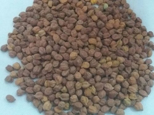 Healthy And Nutritious Black Chana - Large Size, White Color | Rich In Protein, Nutty & Creamy Flavor, Minimal Fat