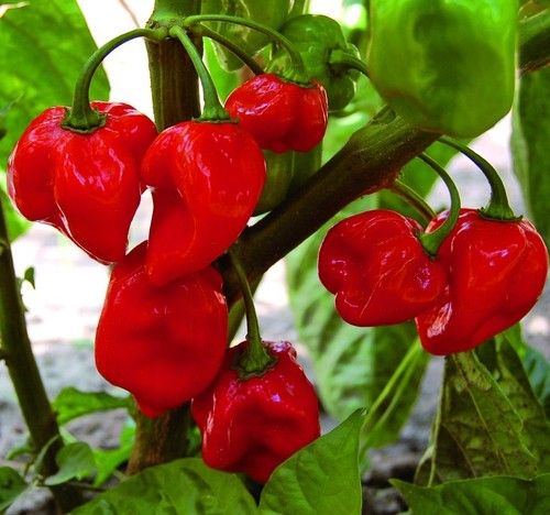 High Grade Bhut Jolokia