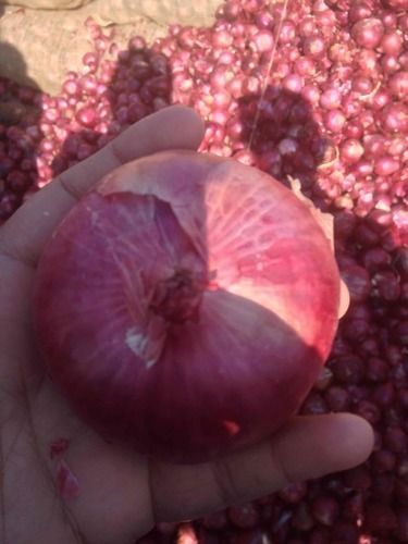 Medium Size Purple Onion