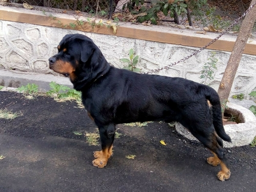 Heavy Bone Rottweilers Dogs at Best 