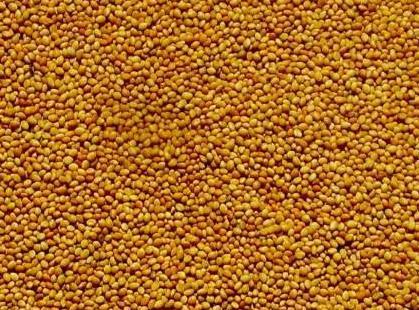 High Quality Barseem Clover Seeds