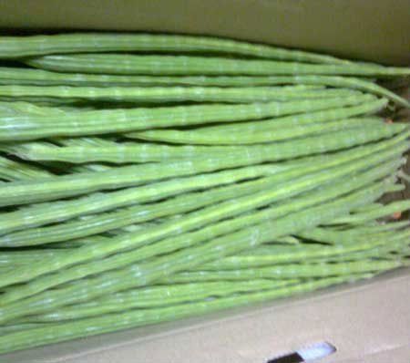 Fresh Drumstick - Green Color, Highly Nutritional Benefits for Digestion and Immunity Boost