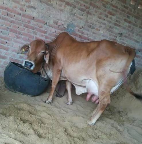 Sahiwal Cow With High Milking Capacity