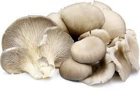 Fresh Organic Oyster Mushrooms 