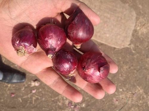 fresh red onion