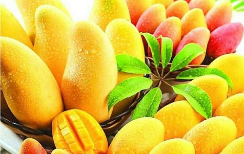 Fresh Organic Juicy Mangoes