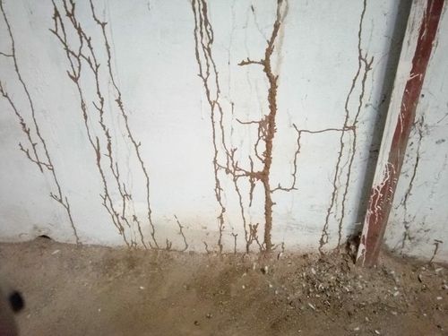 Termite Pest Control Service By Right Sevices Solution