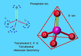 Fiber Primary And Secondary Phosphates