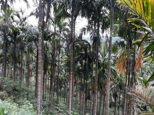 Raw Betel Nuts Farming