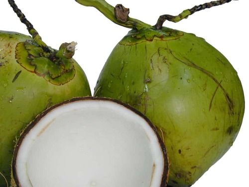 Fresh And Tender Green Coconut