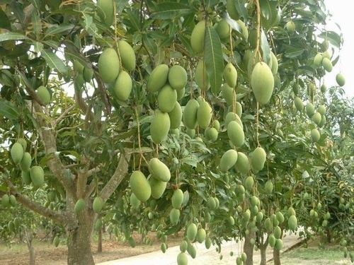 Fresh Tasty Juicy Mango