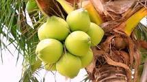 Fresh and Natural Tender Coconut