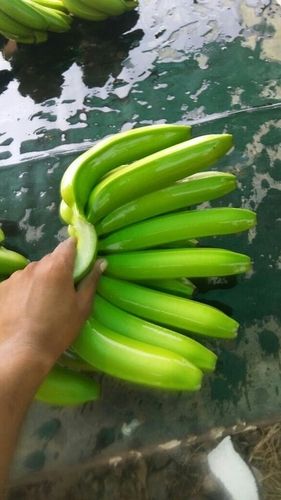 Green Fresh Banana 
