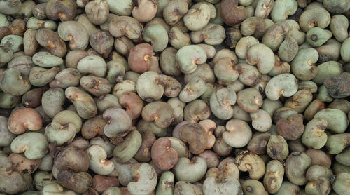 Fresh Hygienic Raw Cashew