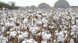 White Cotton Seeds