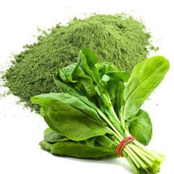 Dehydrated Perfect Spinach Powder