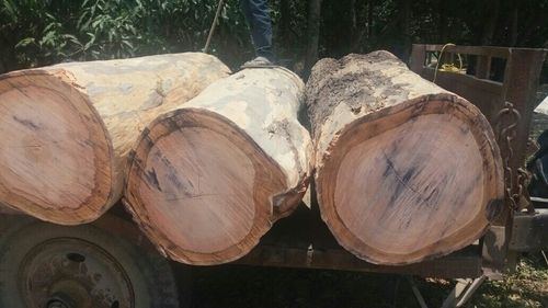 Natural Eucalyptus Wood Logs