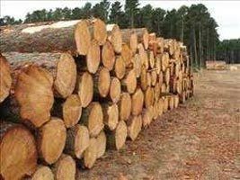 Top Quality Pine Wood Logs