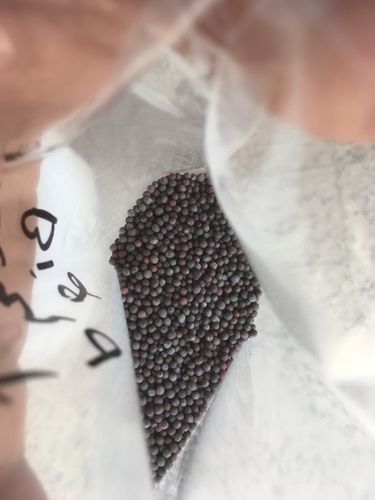 Bold Black Mustard Seeds