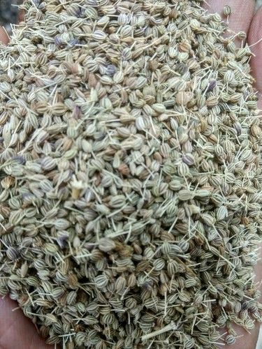 Green Fresh Quality Ajwain Seed