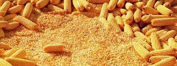 yellow maize