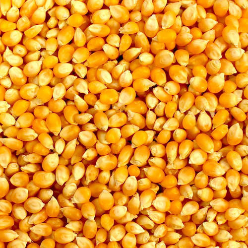 Yellow Maize for Human