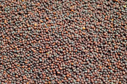 Tee Organic Mustard Seeds